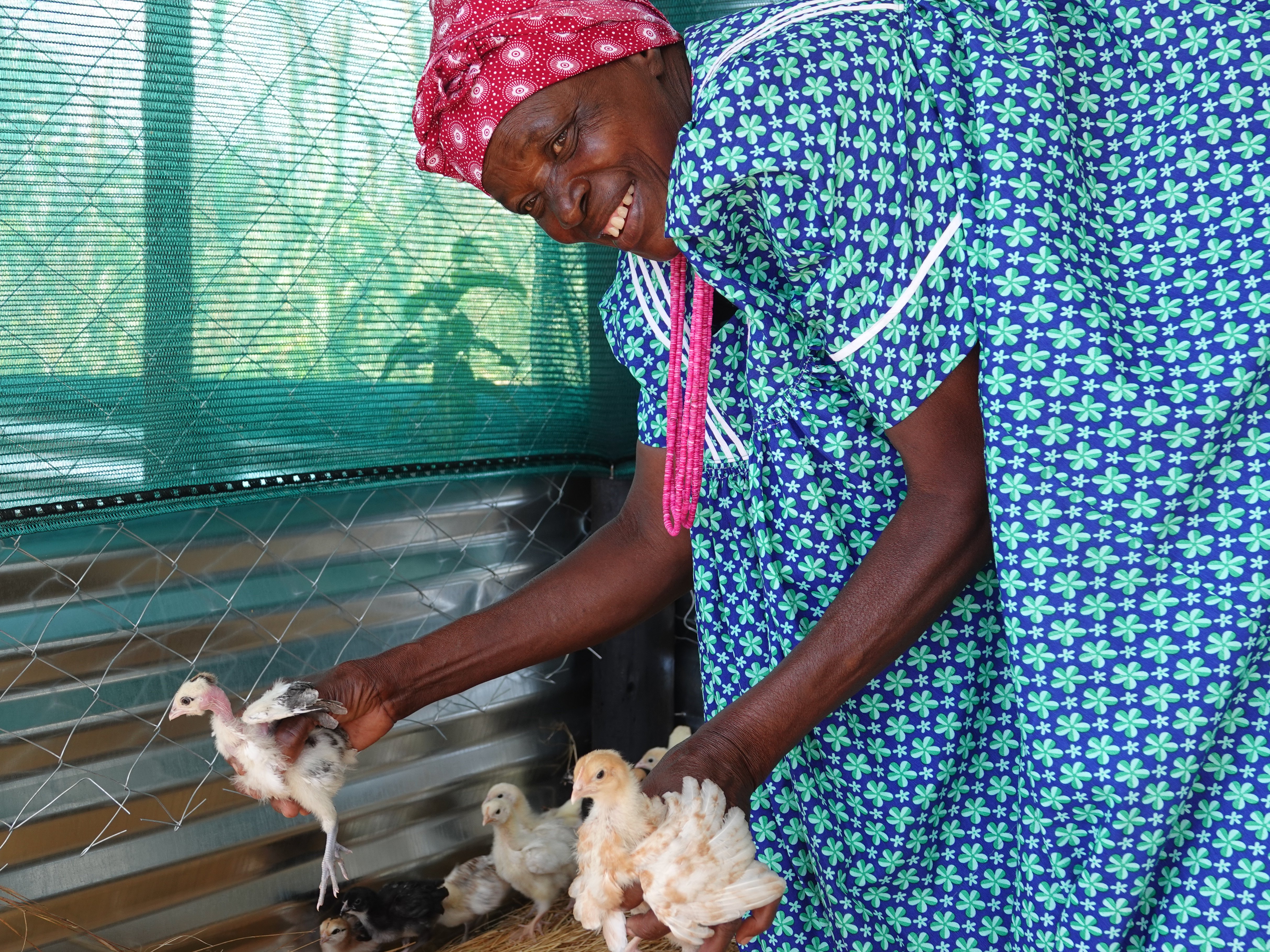 Mrs. Loide and her chicks